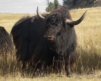 Imperial Yak bull Big Ben Spring Brook Ranch